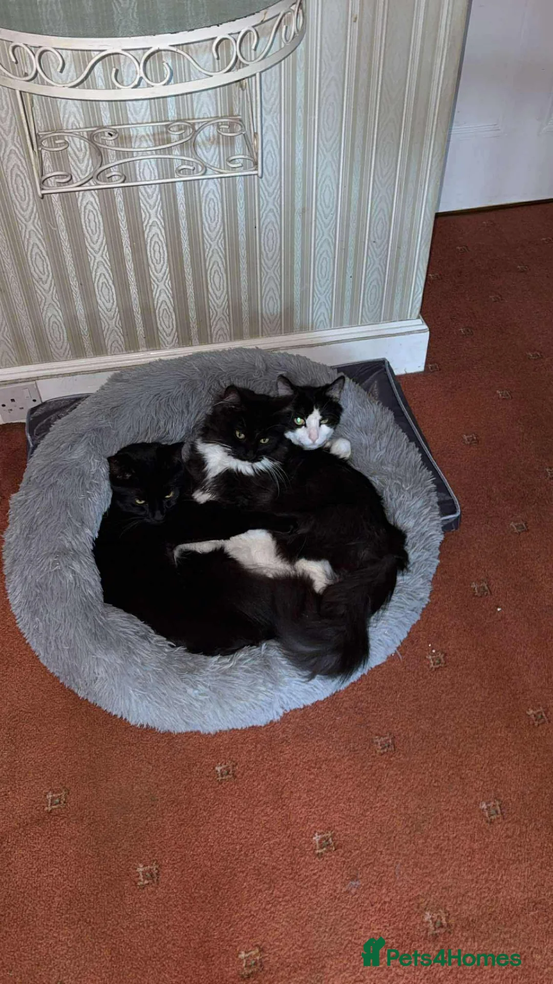 Mixed Breed cats for sale: 3 beautiful male cats - Advert 7