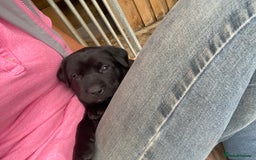 Mixed Breed dogs for sale: Kelpie X Red Labrador  - Image 5