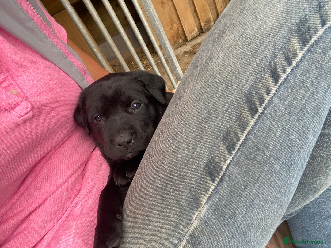 Mixed Breed dogs for sale: Kelpie X Red Labrador  - Image 5