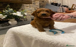 Irish Doodle dogs for sale: Stunning litter of mini Irish Doodles - Image 9