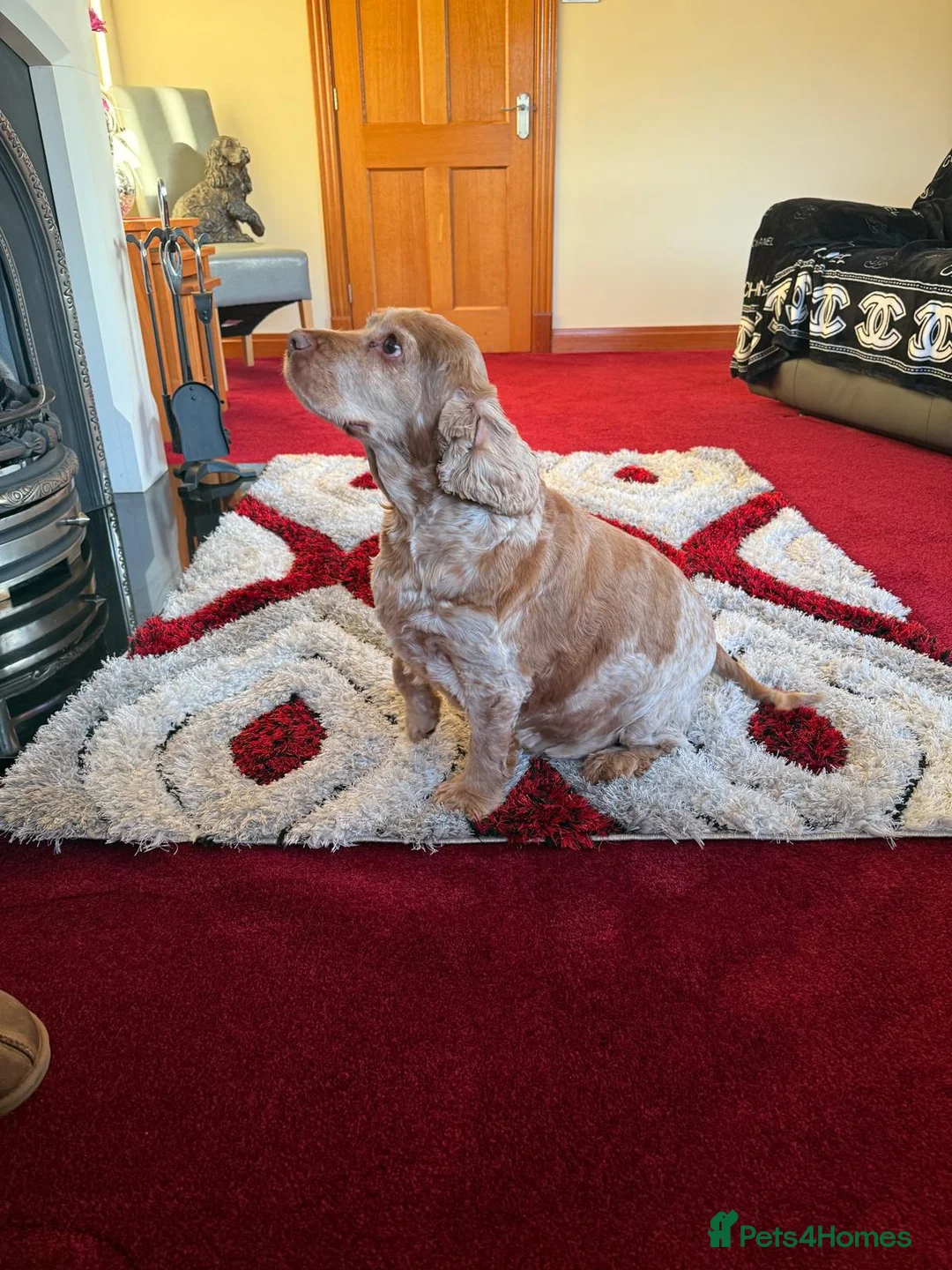 Cocker Spaniel dogs for sale: Female Show Cocker Spaniel - Advert 7