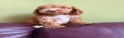 Cockapoo dogs for sale: F1 Cute Fluffy Pups ready to Go Home  - Advert 9