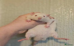 Rat rodents for sale: Deansfield Rattery - Rex, Dumbo, Double Rex - Advert 8