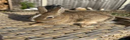 Netherland Dwarf rabbits for sale: 2 Pretty Netherlands dwarf sisters. - Advert 13