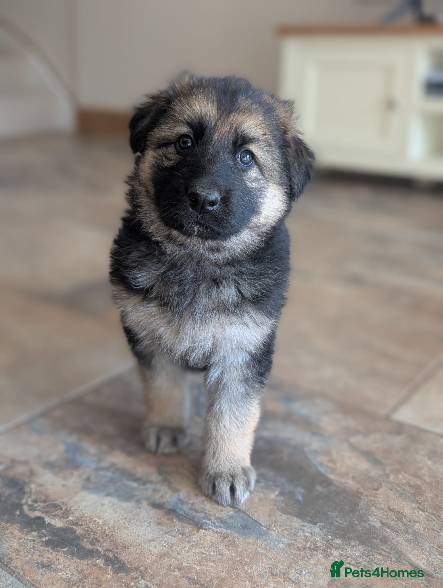 German Shepherd dogs KC Registered German Shepherd Puppies 🐾  - Advert 14