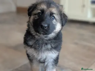 German Shepherd dogs KC Registered German Shepherd Puppies 🐾 - Advert 3