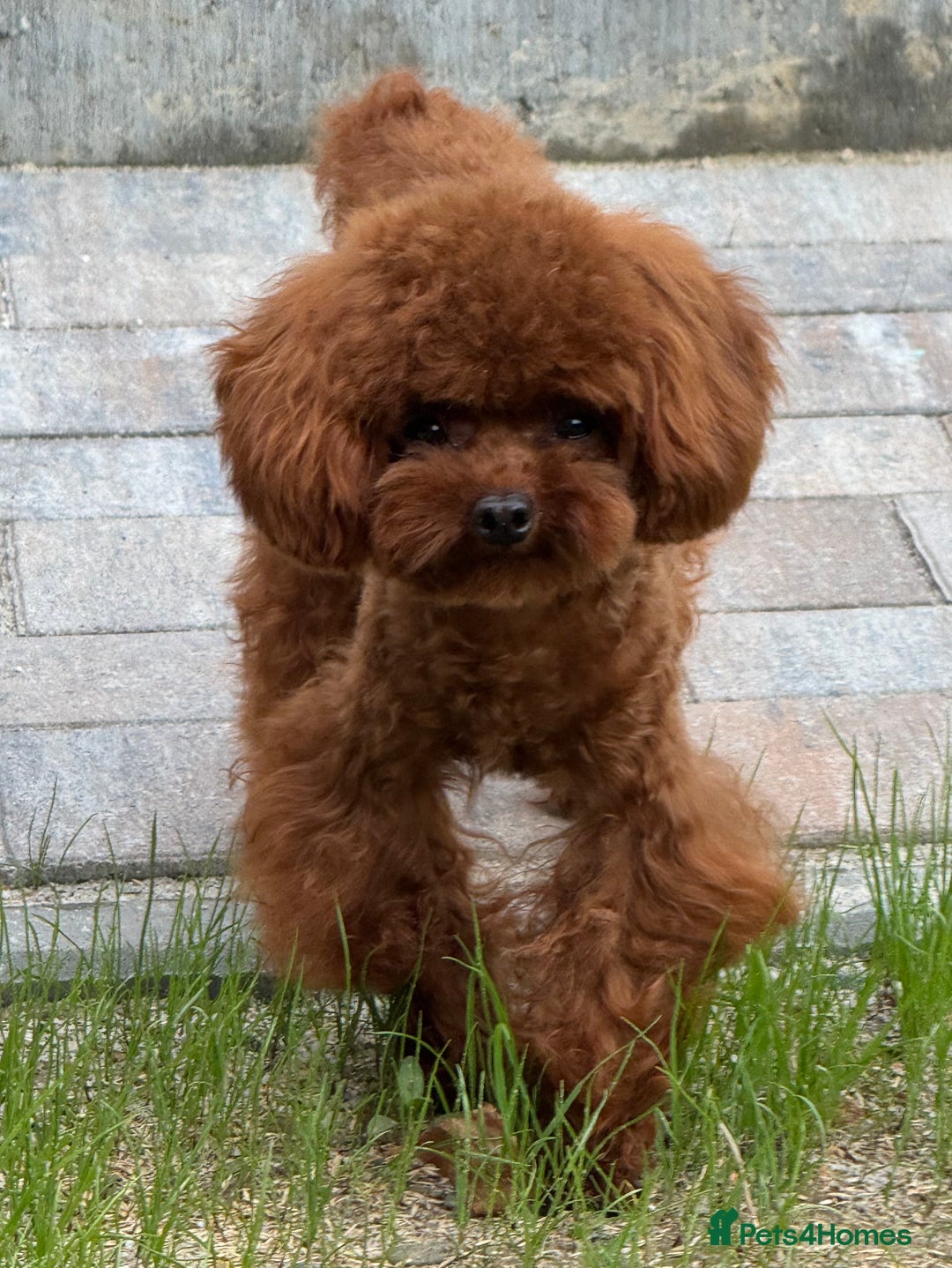 Toy Poodle dogs for sale: Asian toy Poodle boy - Image 4