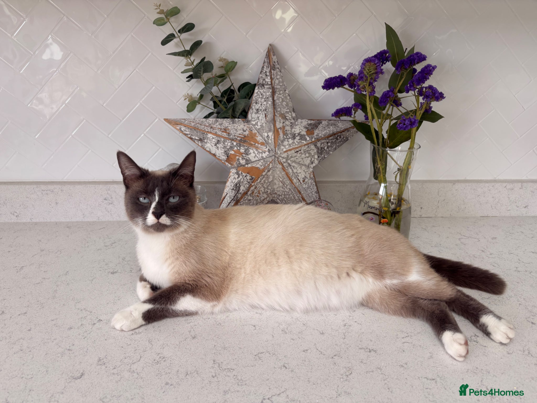 Mixed Breed cats Adorable Ragdoll Mix Fluffy kittens x4 - Advert 3