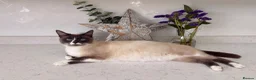Mixed Breed cats for sale: Adorable Ragdoll Mix Fluffy kittens x4 - Advert 1