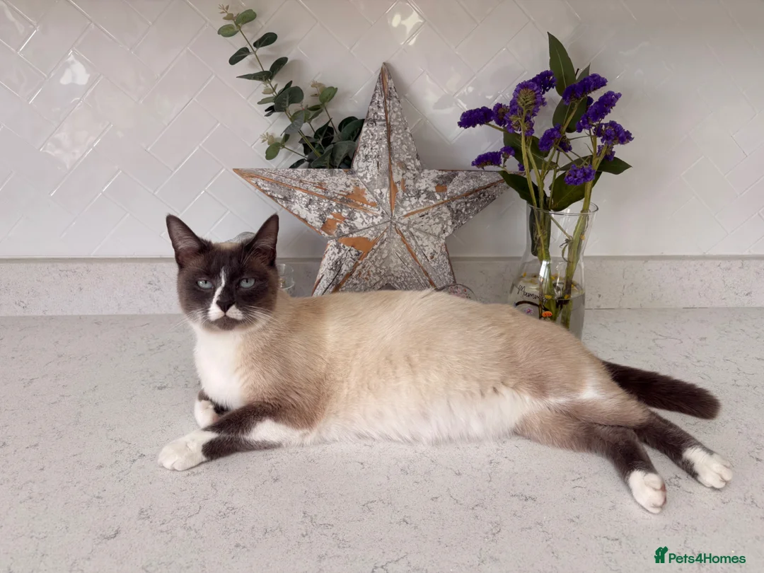 Mixed Breed cats for sale: Adorable Ragdoll Mix Fluffy kittens x4 - Advert 1