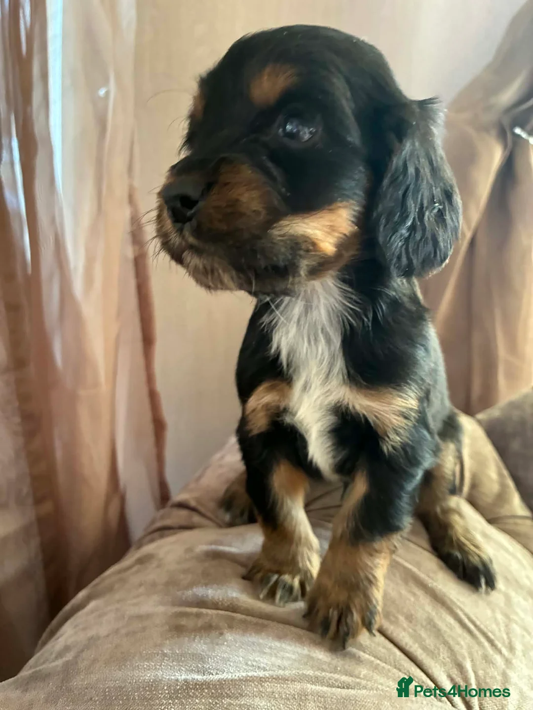 Cocker Spaniel dogs for sale: Beautiful cocker spaniel puppies  in Reading - Advert 1