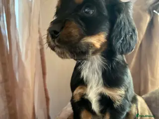 Cocker Spaniel dogs Beautiful cocker spaniel puppies - Advert 9