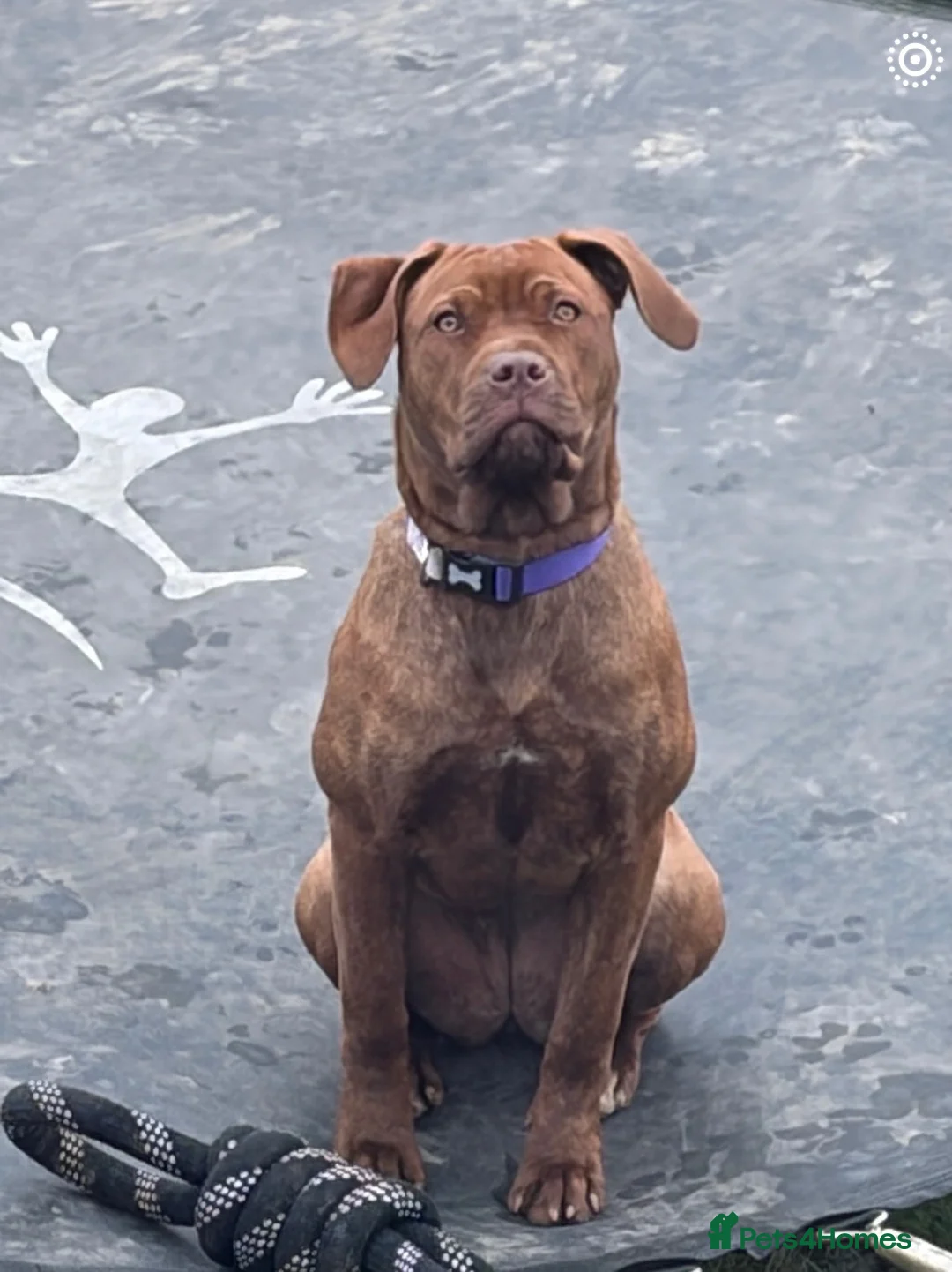 Mixed Breed dogs for sale: Rottweiler  ** tiff  in Battle - Advert 1