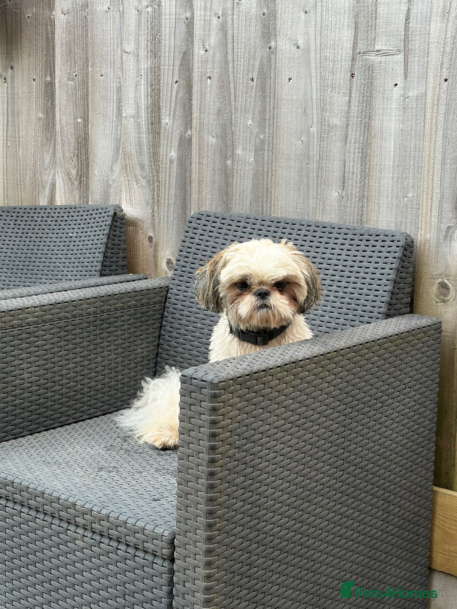 Shih Tzu dogs Pablo LOF-KC Shih-tzu - Advert 4