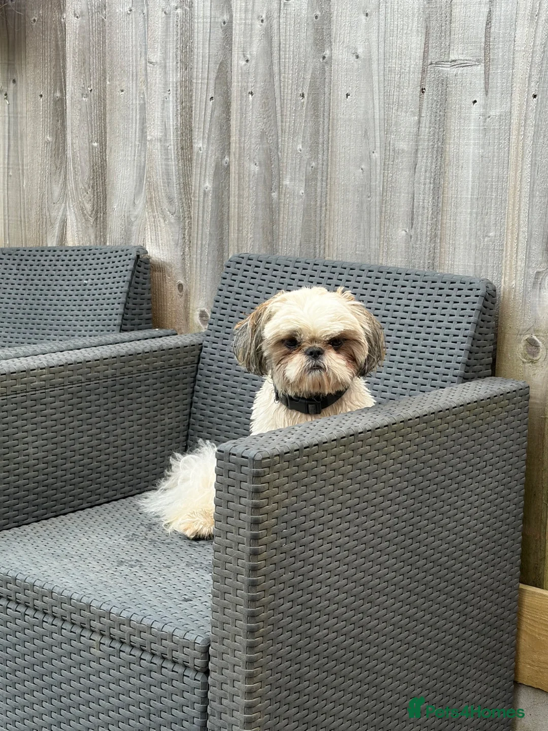Shih Tzu dogs for stud: Pablo LOF-KC Shih-tzu - Advert 1