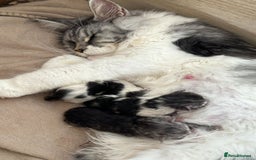 Maine Coon cats for sale: TICA Stunning Maine Coon Kittens - ACTIVE 🩷 - Image 24