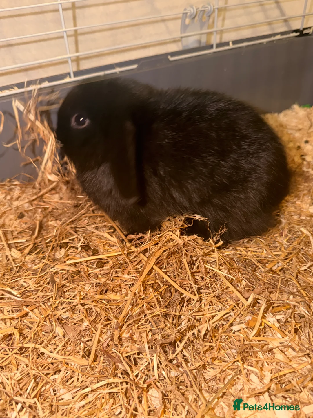 Mini Lop rabbits for sale: Pure Bred mini lops for sale  - Advert 4
