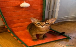 Abyssinian cats for sale: Abyssinian kittens looking for their new home - Image 14