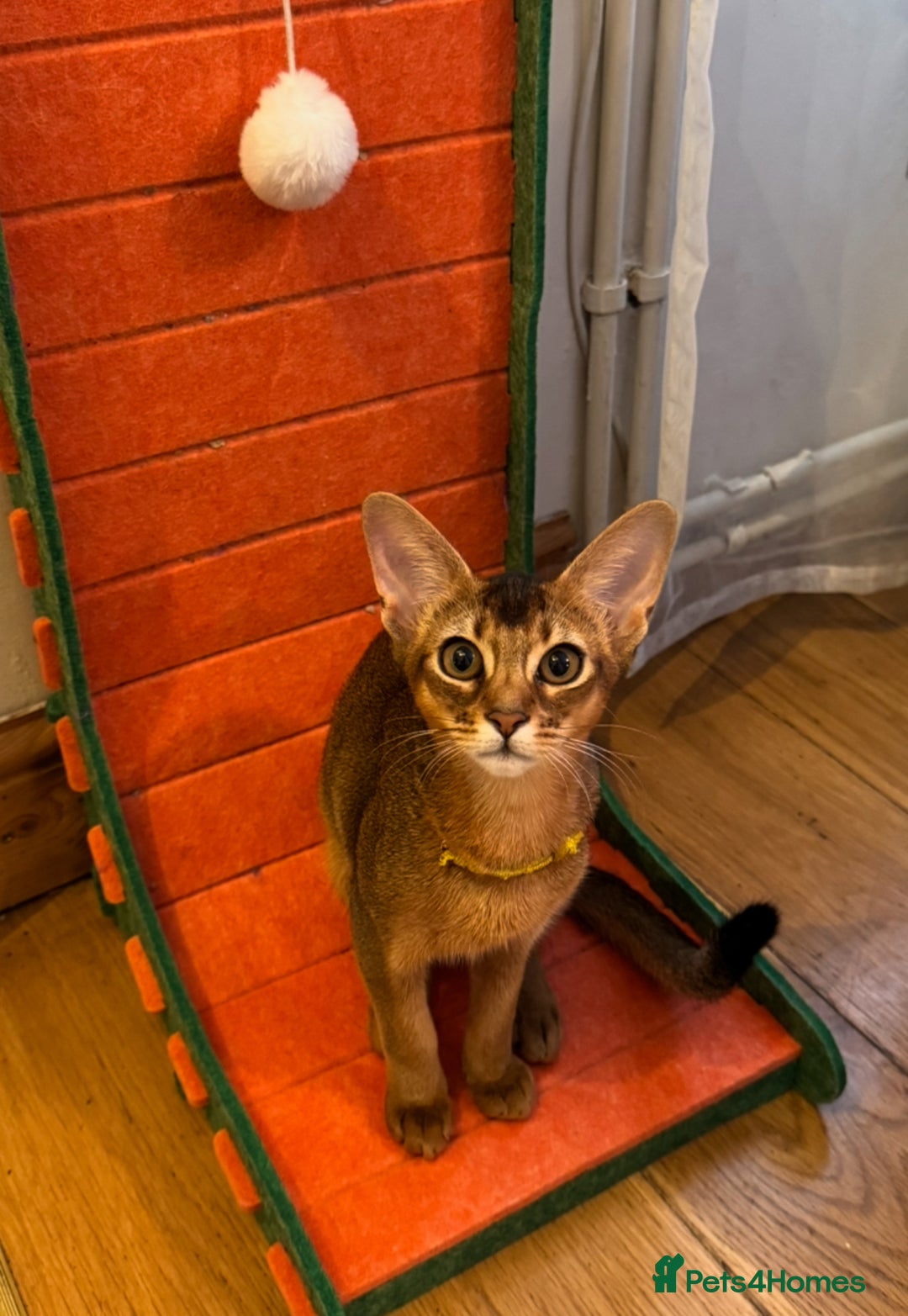 Abyssinian cats for sale: Abyssinian kittens looking for their new home - Image 14