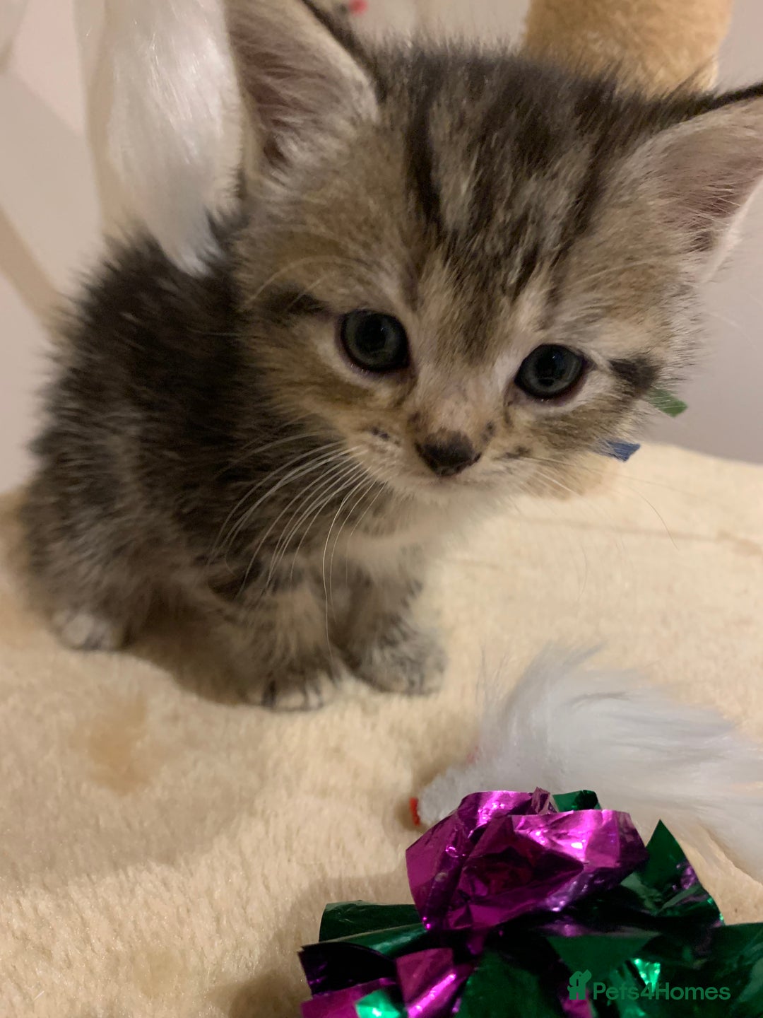 Mixed Breed cats for sale: Mixed Himalayan - Image 7