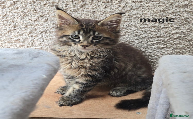 Maine Coon cats - Advert 7