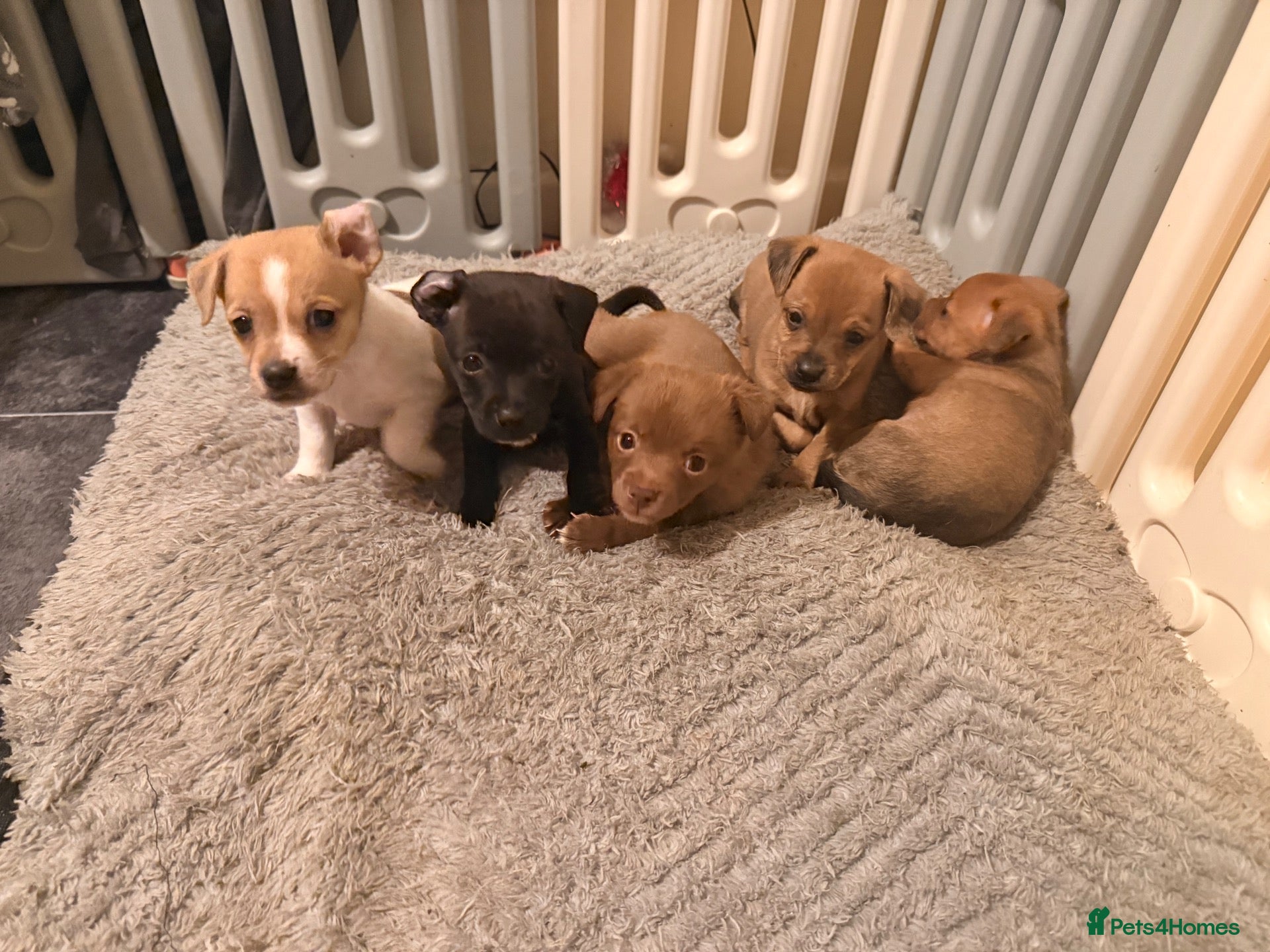 Mixed Breed dogs 5 jack Russel mix puppies - Advert 1