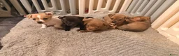 Mixed Breed dogs for sale: 5 jack Russel mix puppies - Advert 1