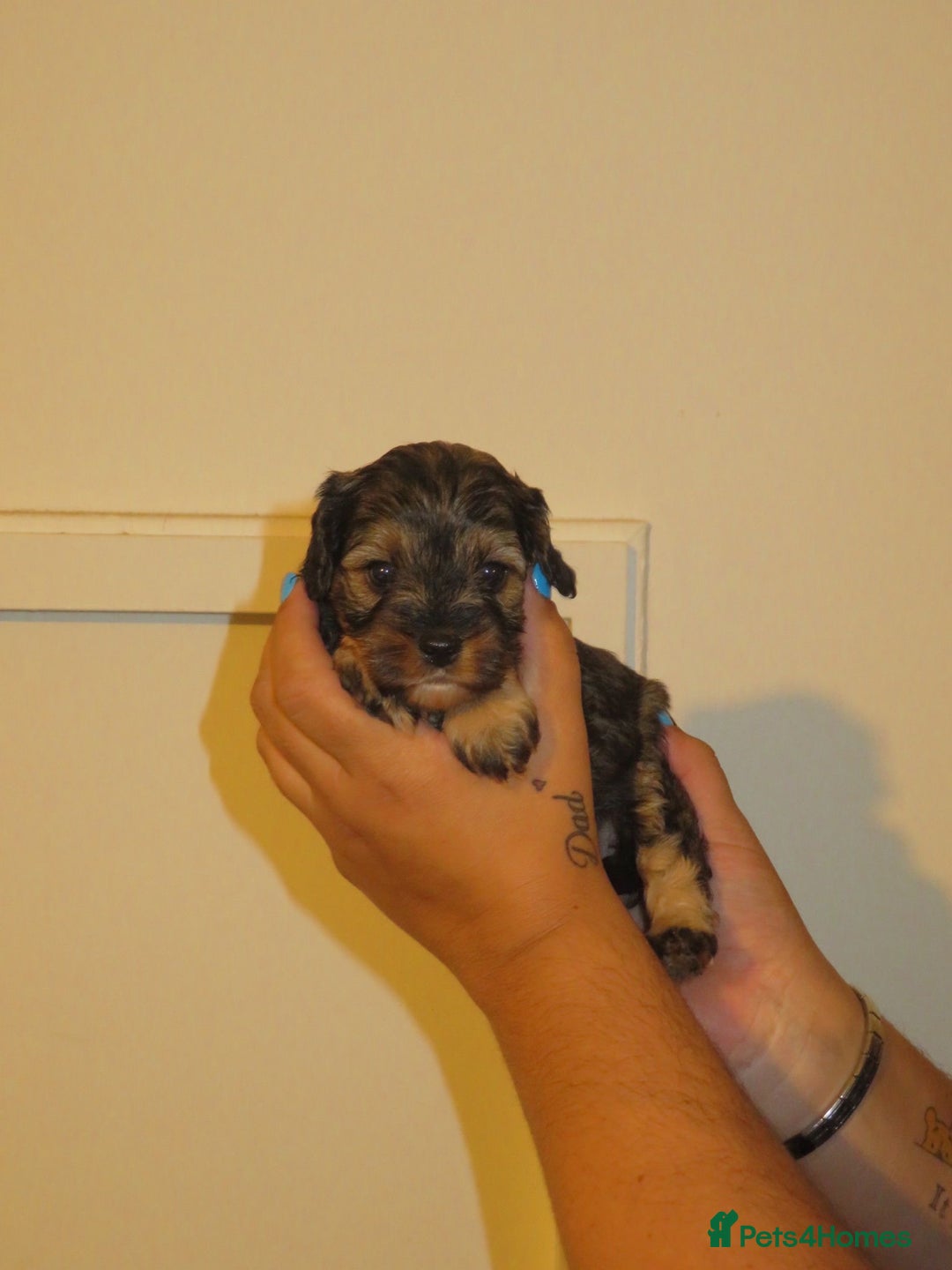 Cavapoo dogs for sale: 6 gorgeous extensively health tested cavapoo’s - Image 12