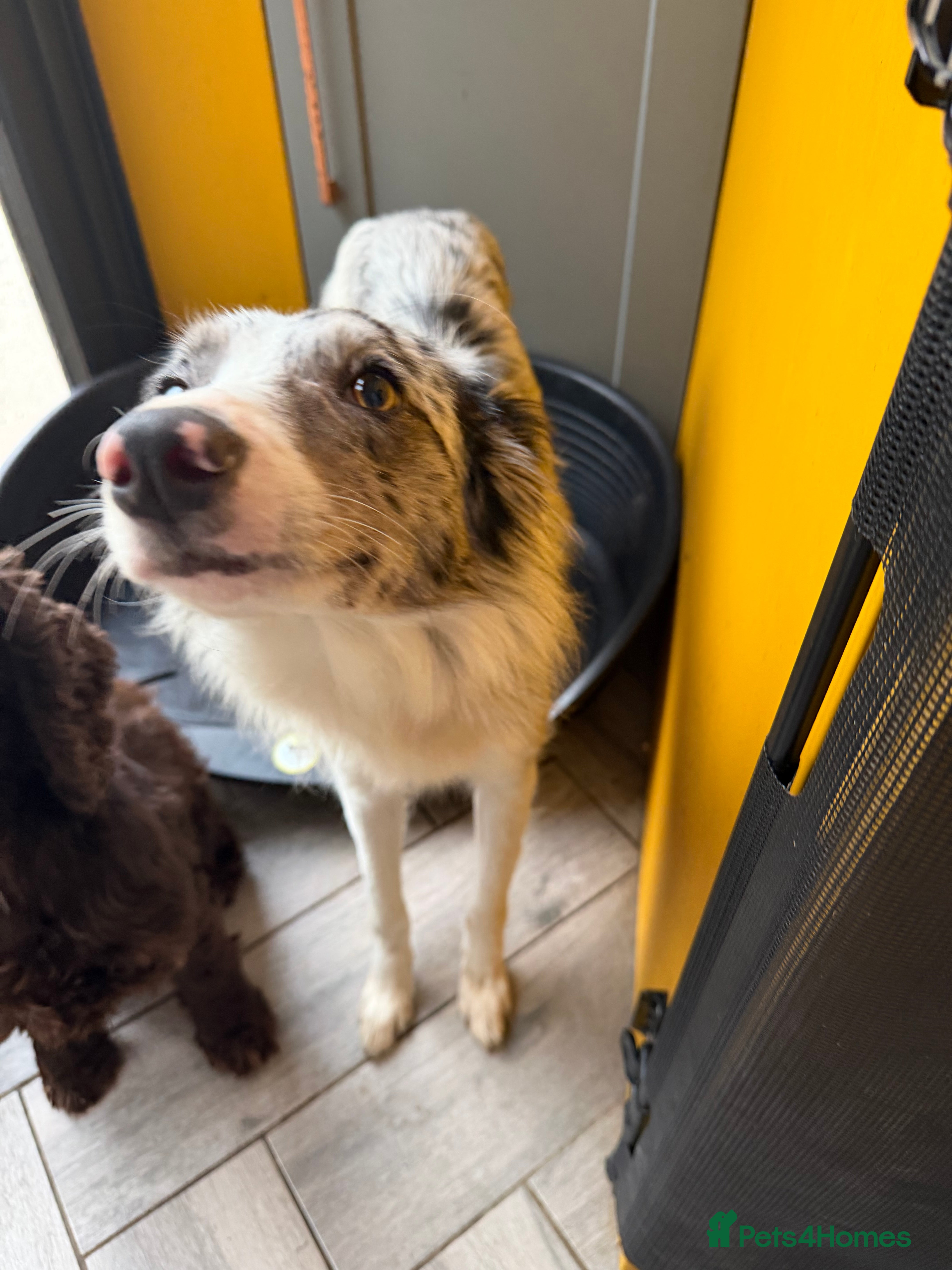 Border Collie dogs Beautiful border collie  in March - Advert 13