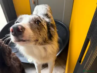 Border Collie dogs Beautiful border collie in March - Advert 13