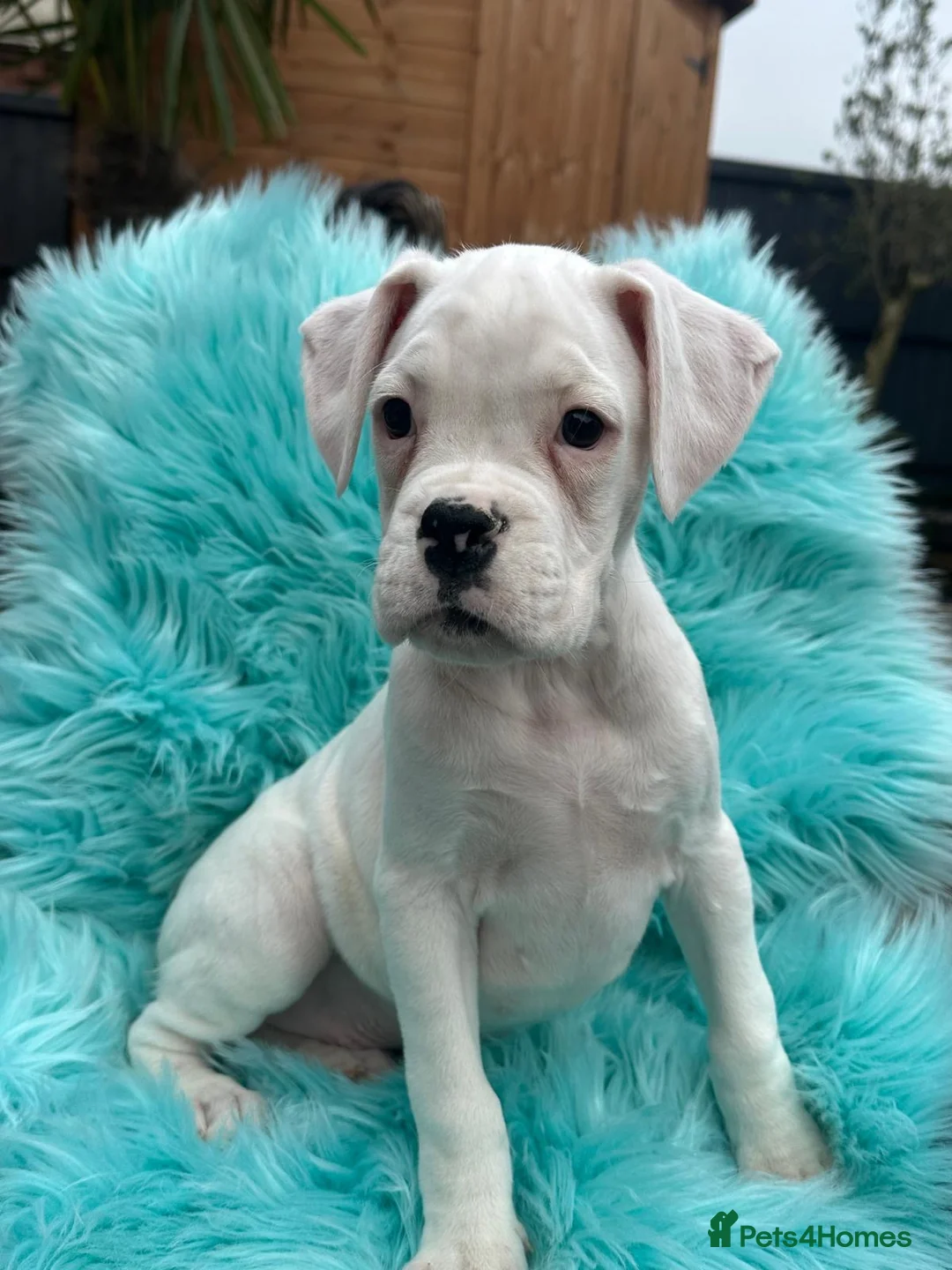 Boxer dogs for sale: Kc registered boxers - Advert 4