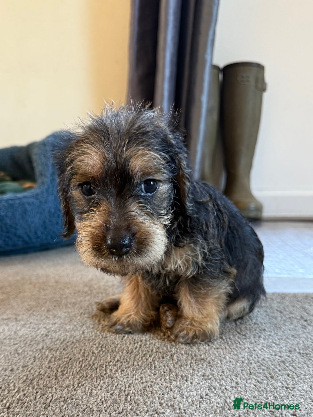 Dachshund dogs for sale: Wire haired dachshund puppies  - Advert 13