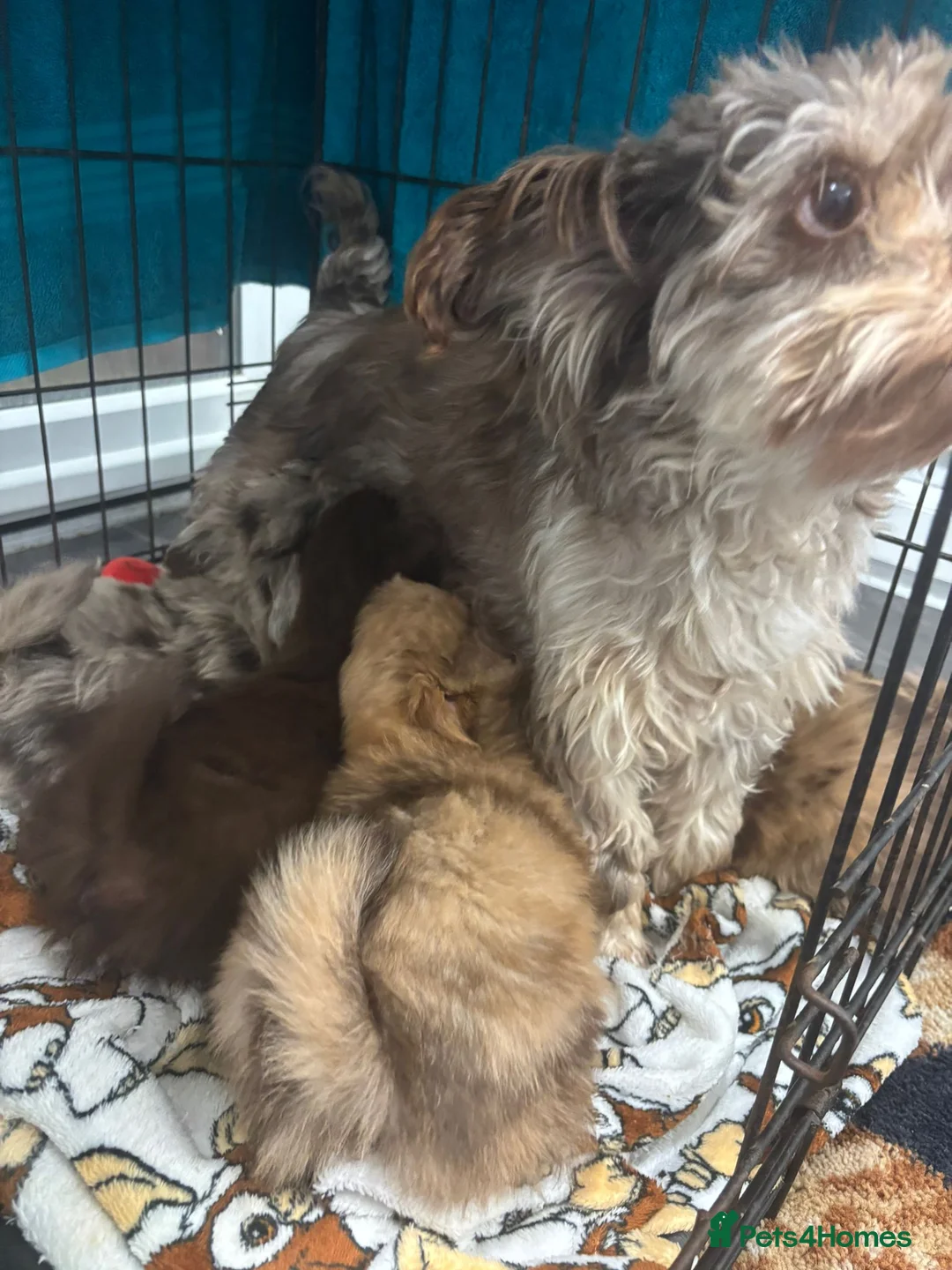 Mixed Breed dogs for sale: Teddy bear pomeranian X yorkie poo pups  - Advert 12