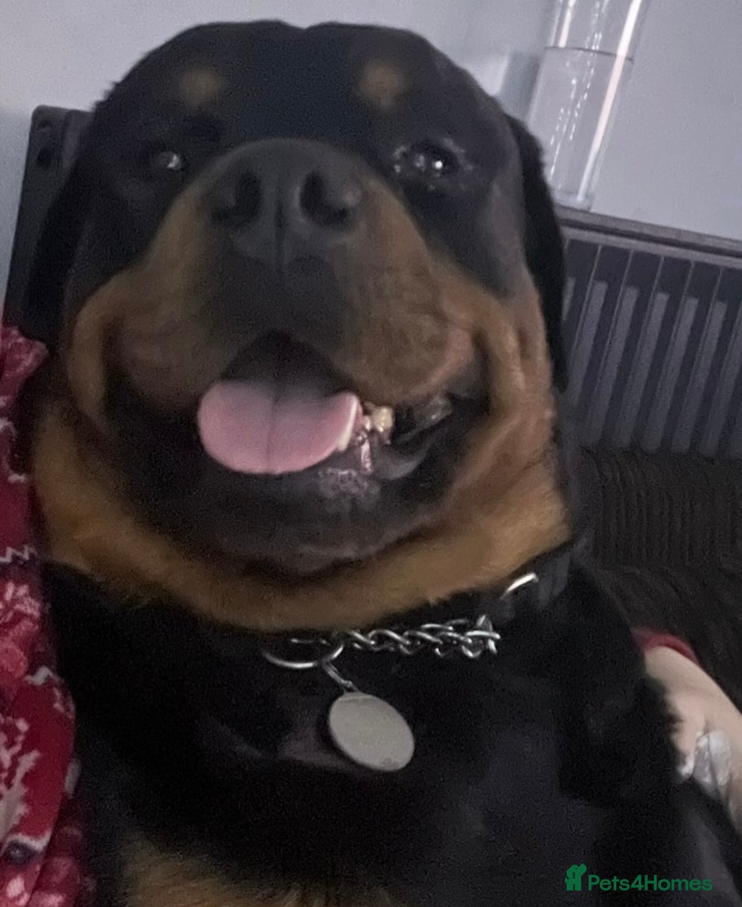 Rottweiler dogs for sale: Purebred Rottweiler Puppy – Ready for Loving Home - Advert 9