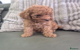 Miniature Poodle dogs for sale: KC Fox Red Miniature Poodle Boys - Image 22