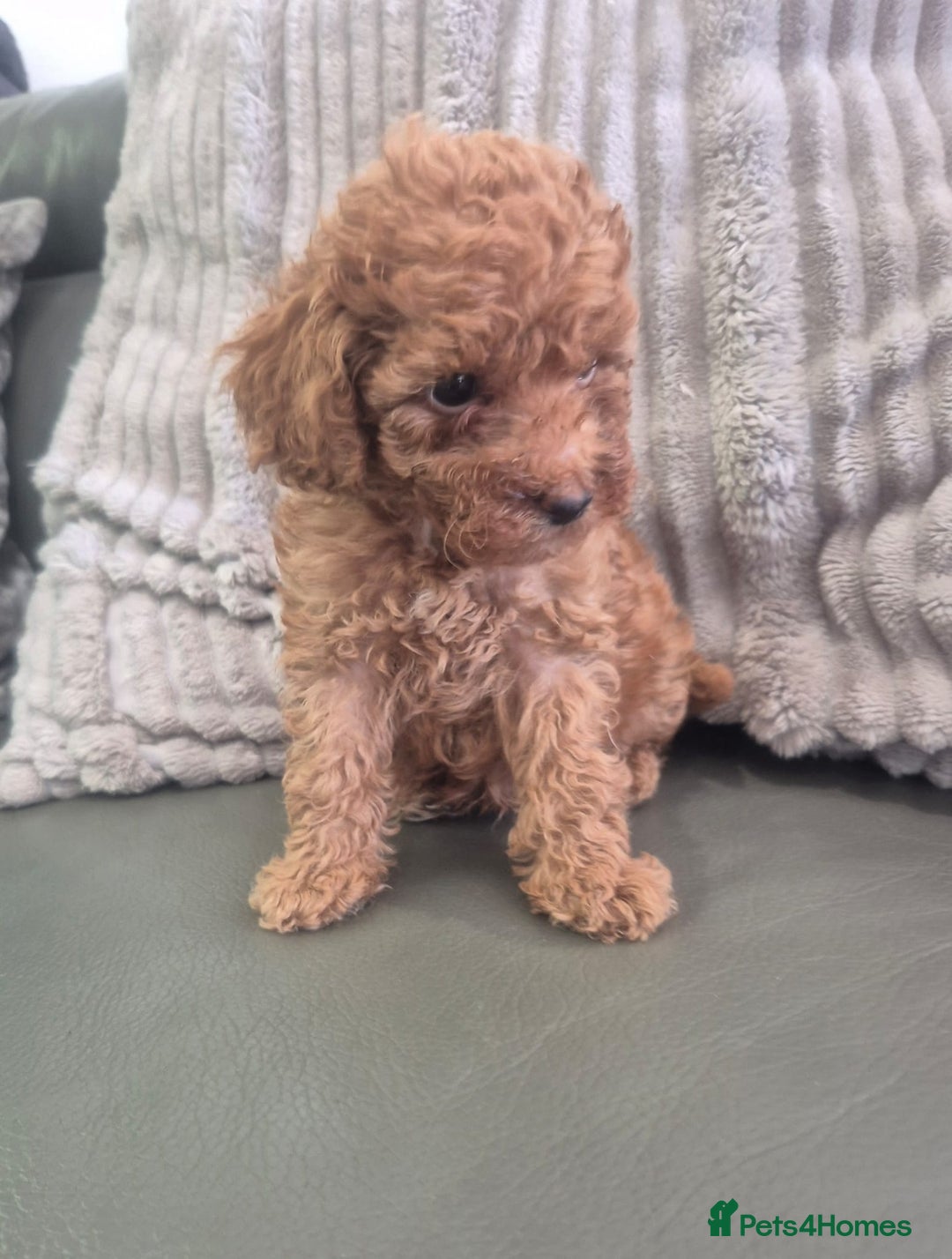 Miniature Poodle dogs for sale: KC Fox Red Miniature Poodle Boys - Image 22