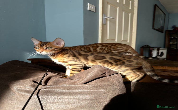 Bengal cats - Advert 14