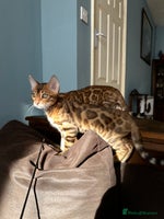 Bengal cats - Advert 16