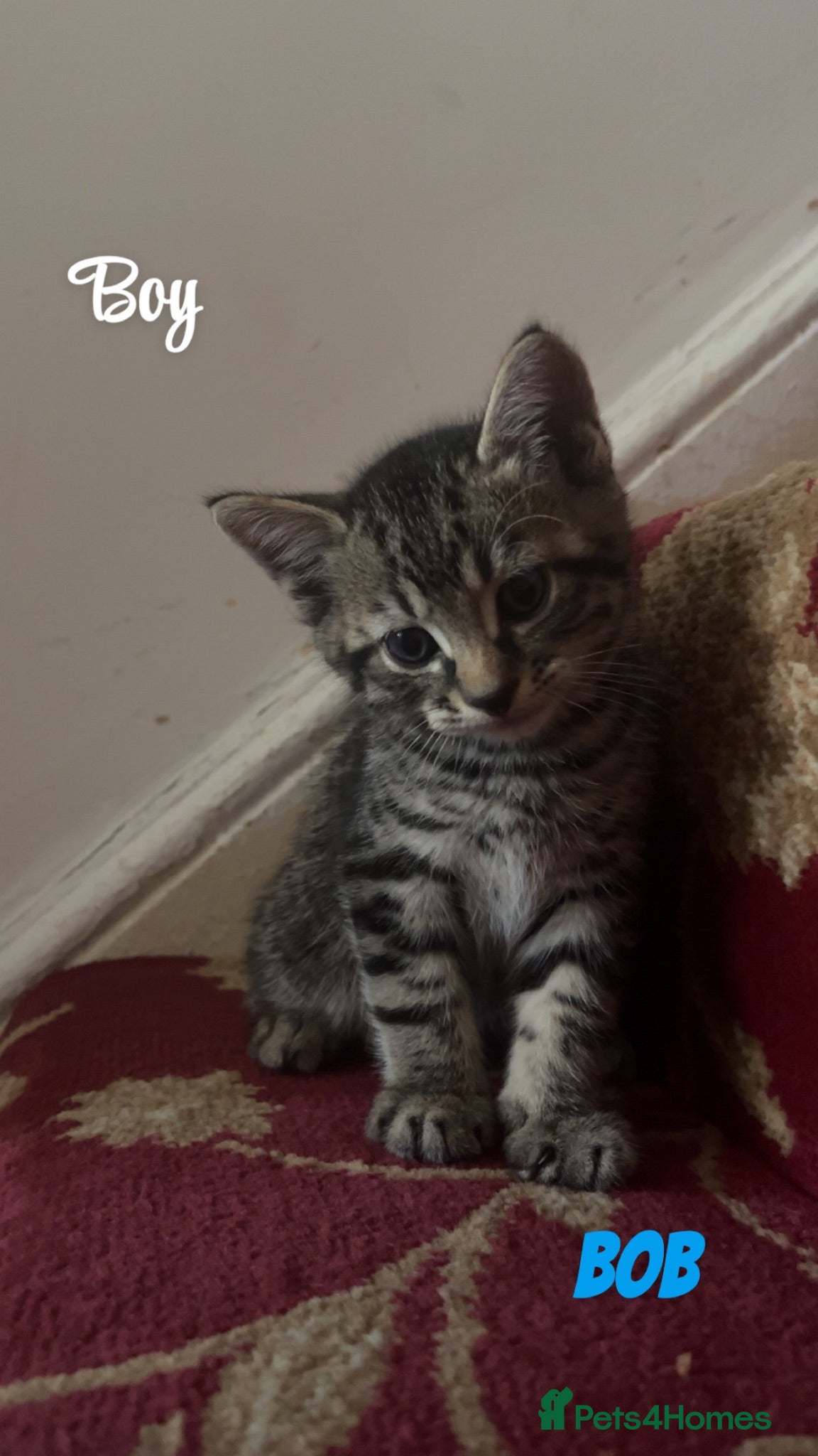 American Shorthair cats 6 Kittens - Advert 1