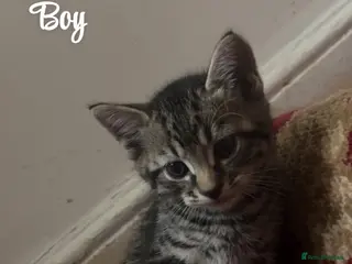 American Shorthair cats 6 Kittens - Advert 1