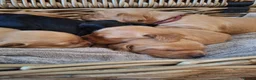 Cockerdor dogs for sale: (6 left) 7 Cockerdor puppies 🐶 5⭐️ breeders - Advert 5