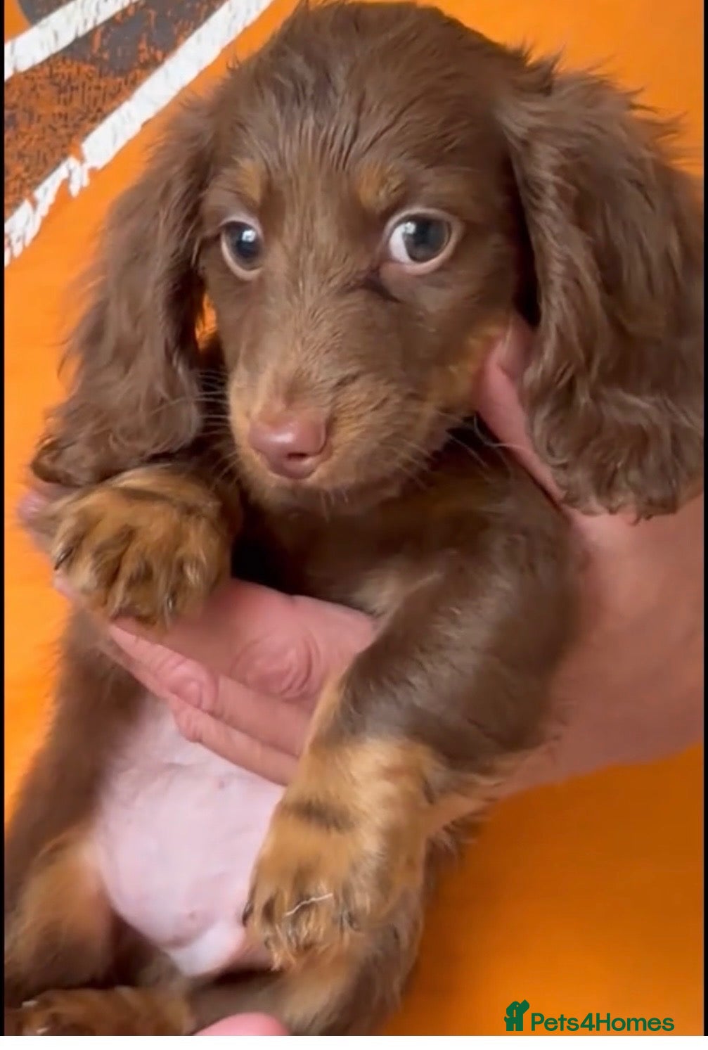 Dachshund dogs True miniature dachshund boys ready now  - Advert 4