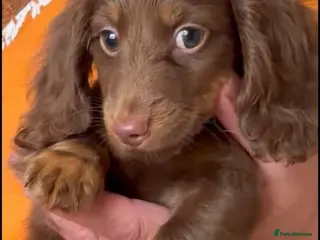 Dachshund dogs True miniature dachshund boys ready now - Advert 4