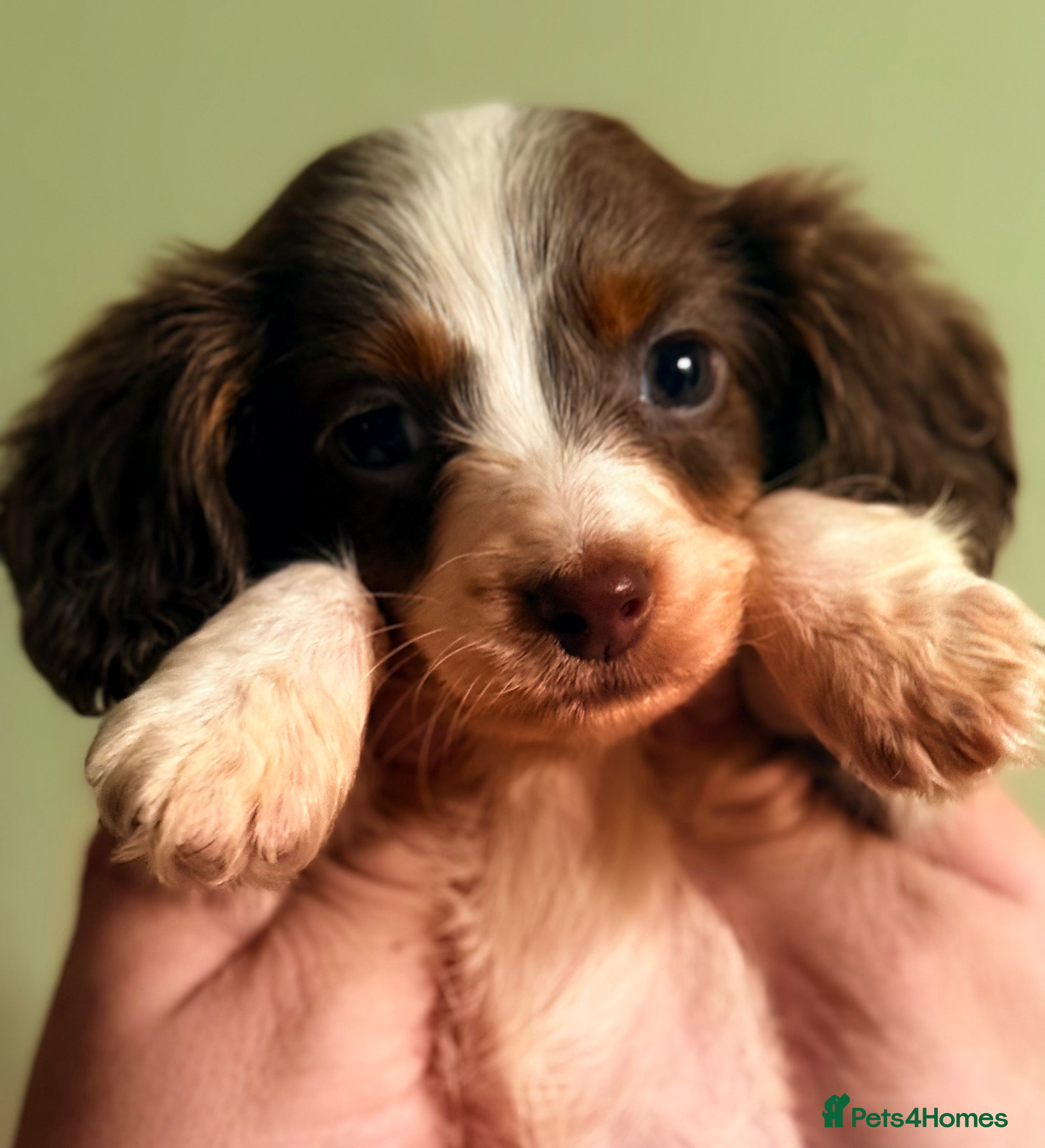 Miniature Dachshund dogs Pure Piebald Miniatures - Advert 4