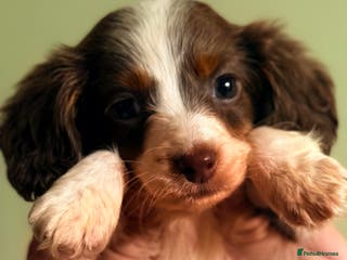 Miniature Dachshund dogs Pure Piebald Miniatures - Advert 4