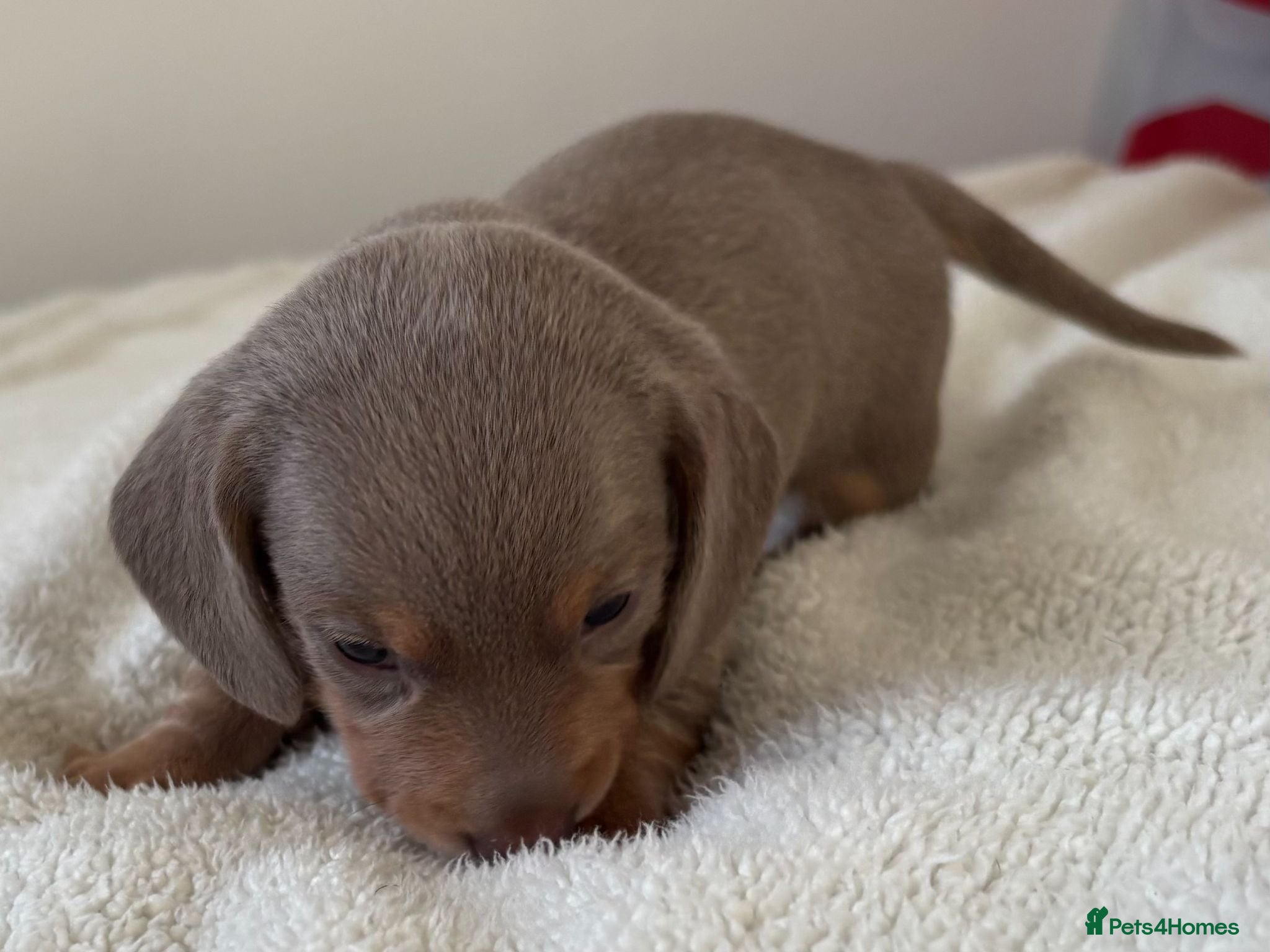 Miniature Dachshund dogs KC Reg Miniature Dachshund Puppies For Sale - Advert 2