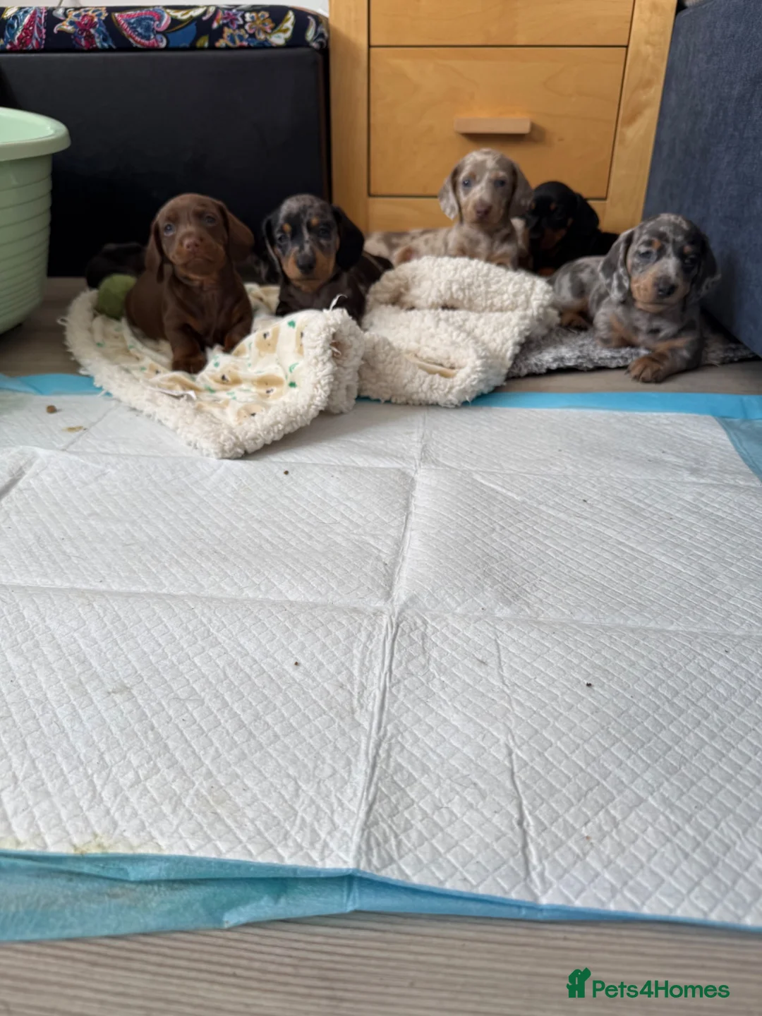 Miniature Dachshund dogs for sale: Miniature Daschunds - Advert 1