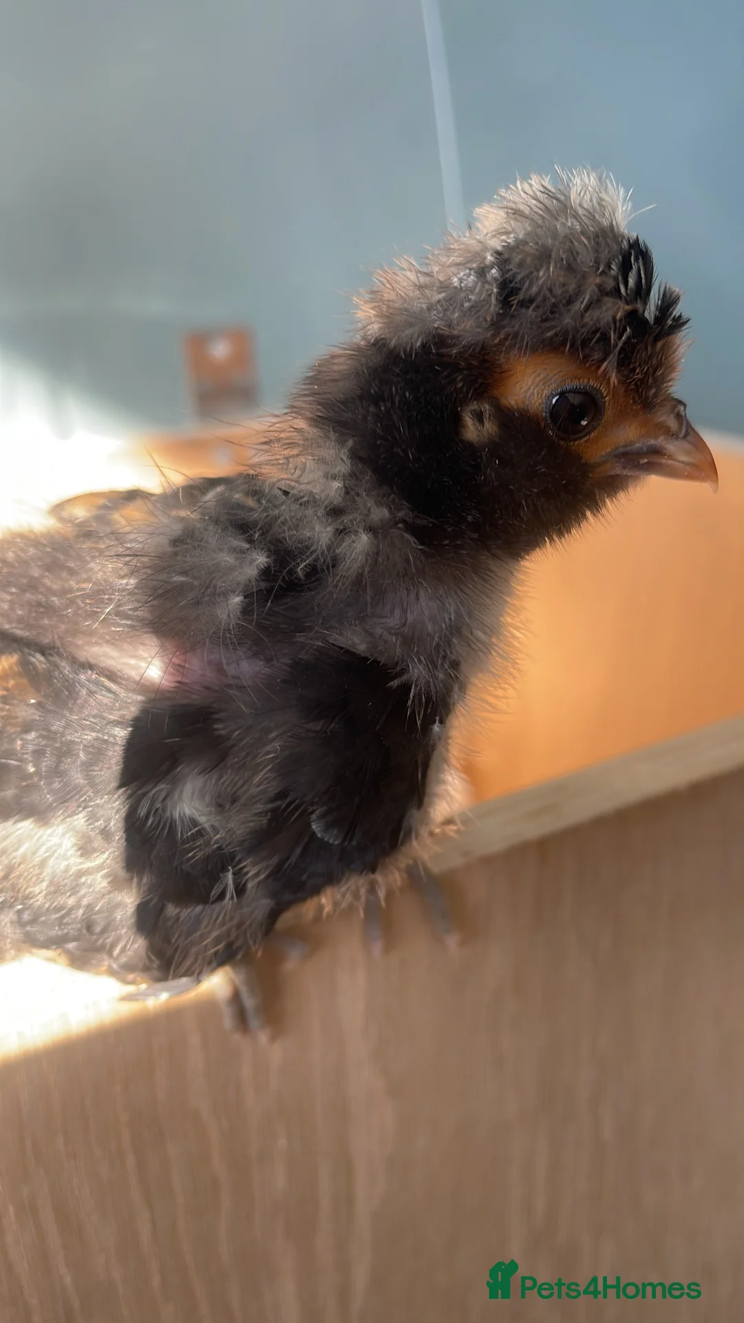 Gallery Image {{count}}