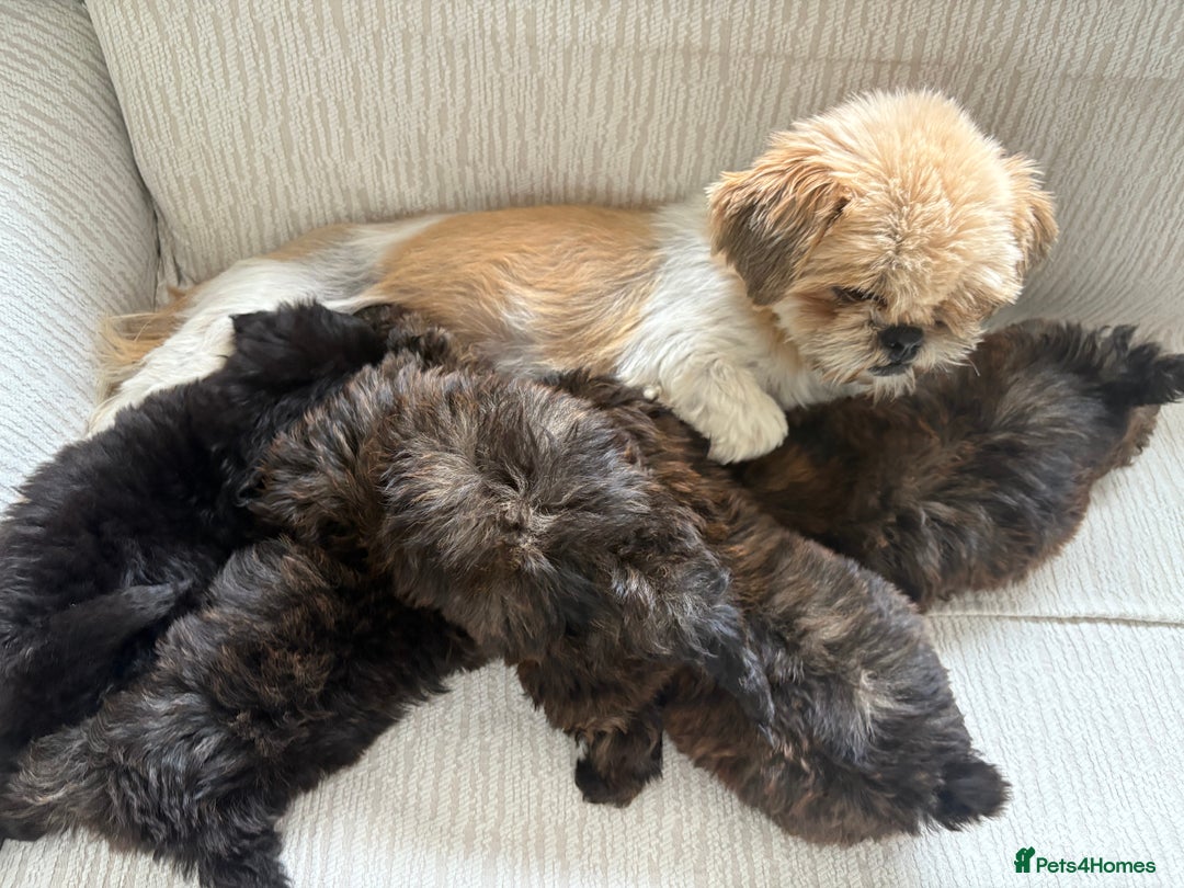 Mixed Breed dogs for sale: Shih-Poo or Shoodle - Image 1