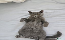 British Shorthair cats for sale: British Shorthair  - Image 8